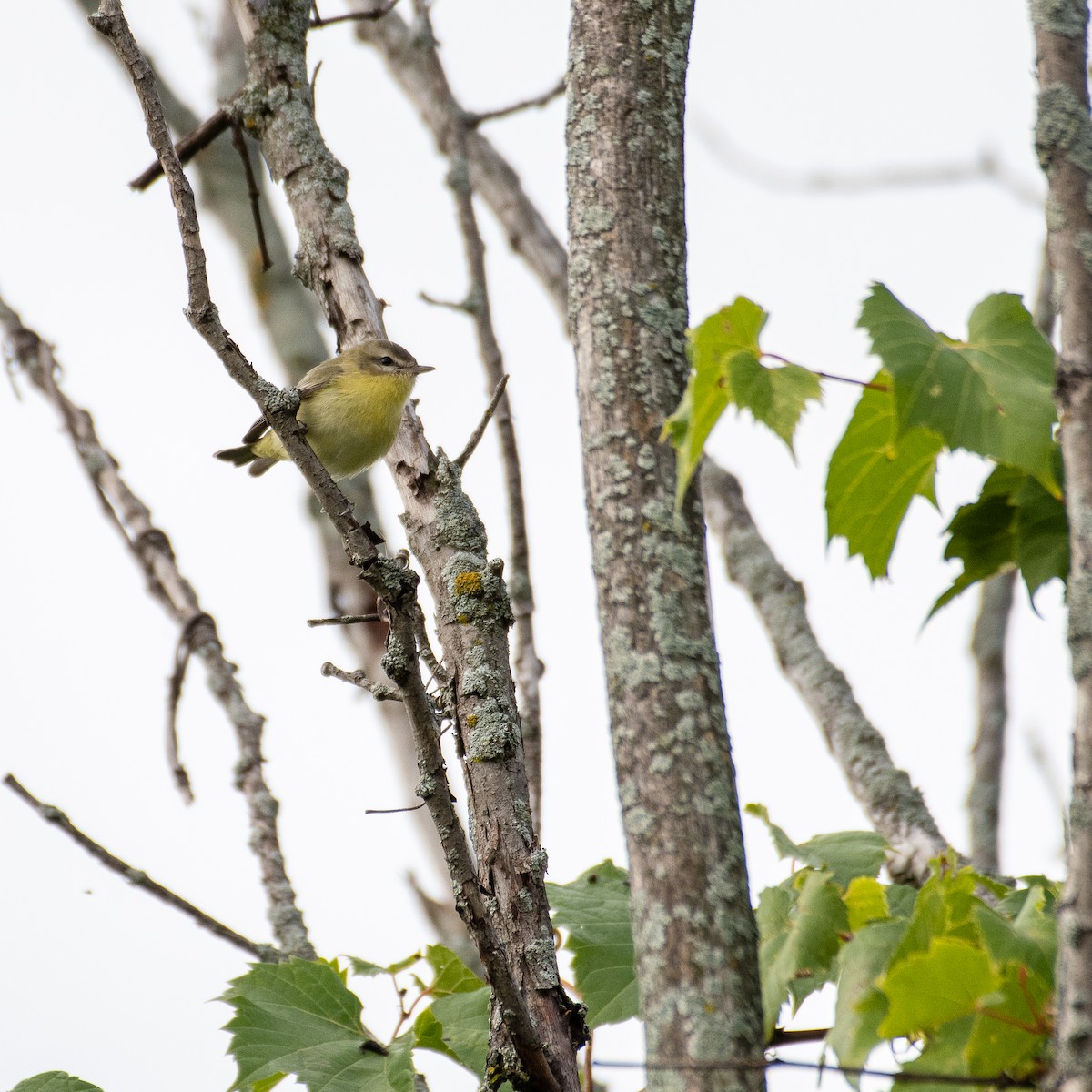 Vireo de Filadelfia - ML368345851