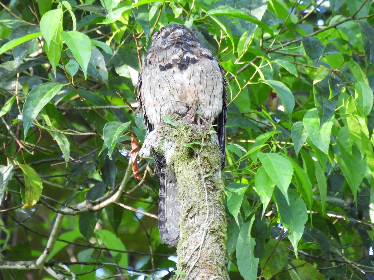 Common Potoo - ML368346041