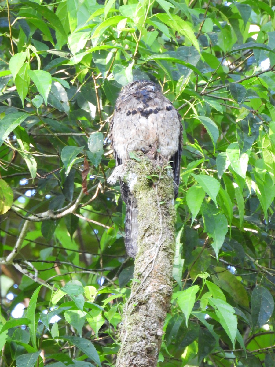 Common Potoo - ML368346051