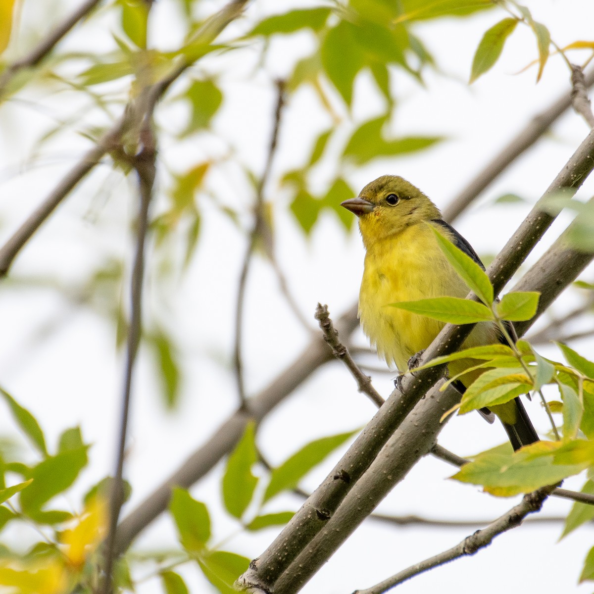 Scarlet Tanager - ML368347161