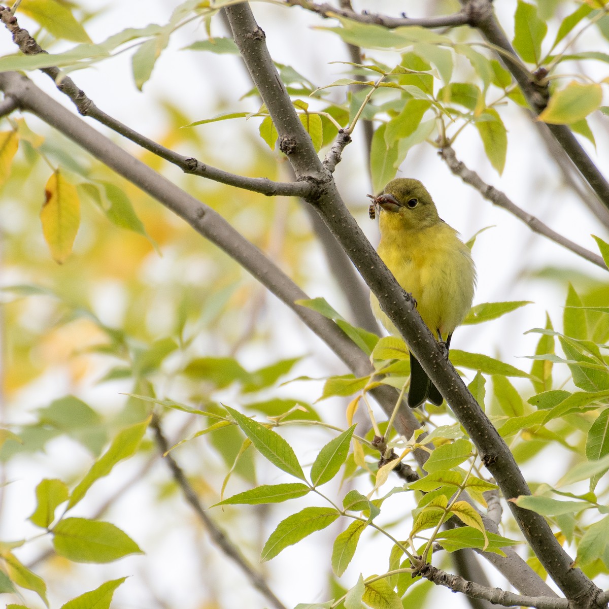 Scarlet Tanager - ML368347171