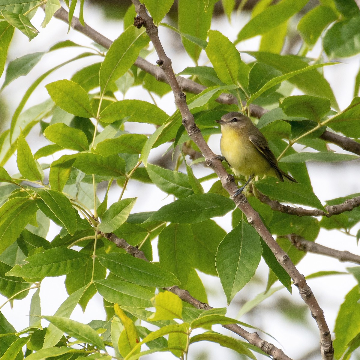 Vireo de Filadelfia - ML368348411