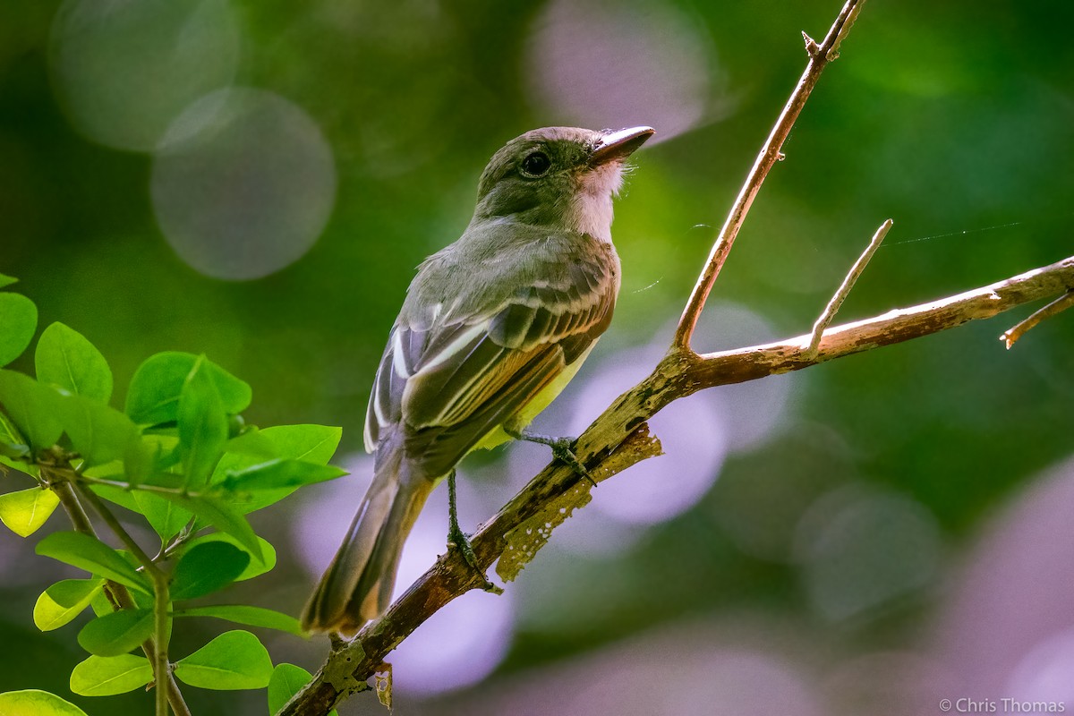 Great Crested Flycatcher - Chris Thomas