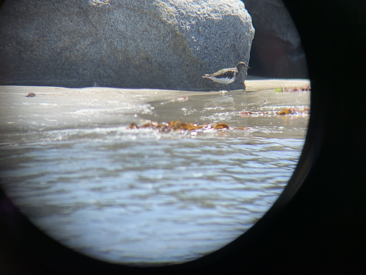 Black Turnstone - ML368357451