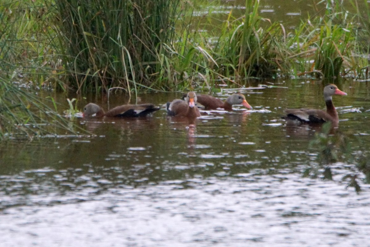 Black-bellied Whistling-Duck - shawn chapman