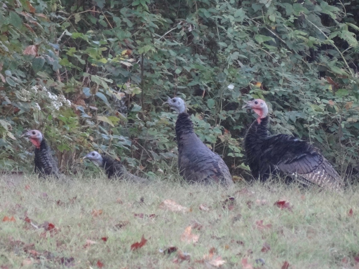 Wild Turkey - ML36835871
