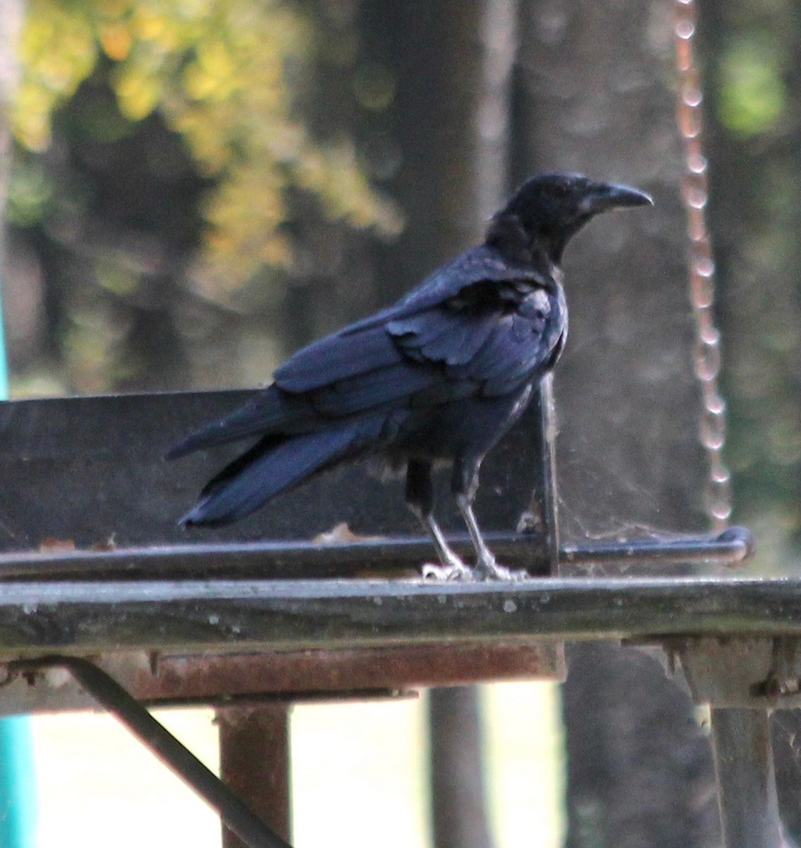 American Crow - ML368358911