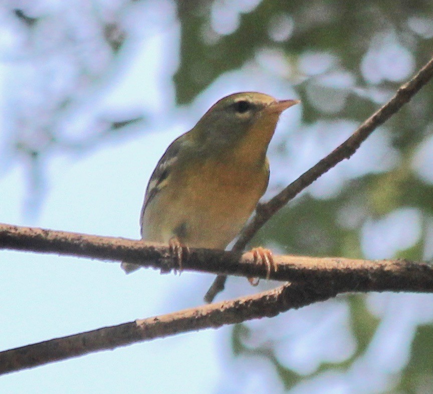 Parula Norteña - ML368360451