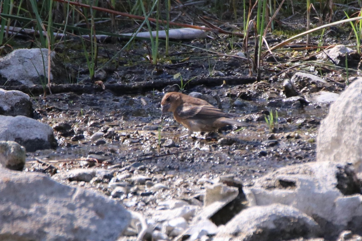 Blue Grosbeak - ML368361121