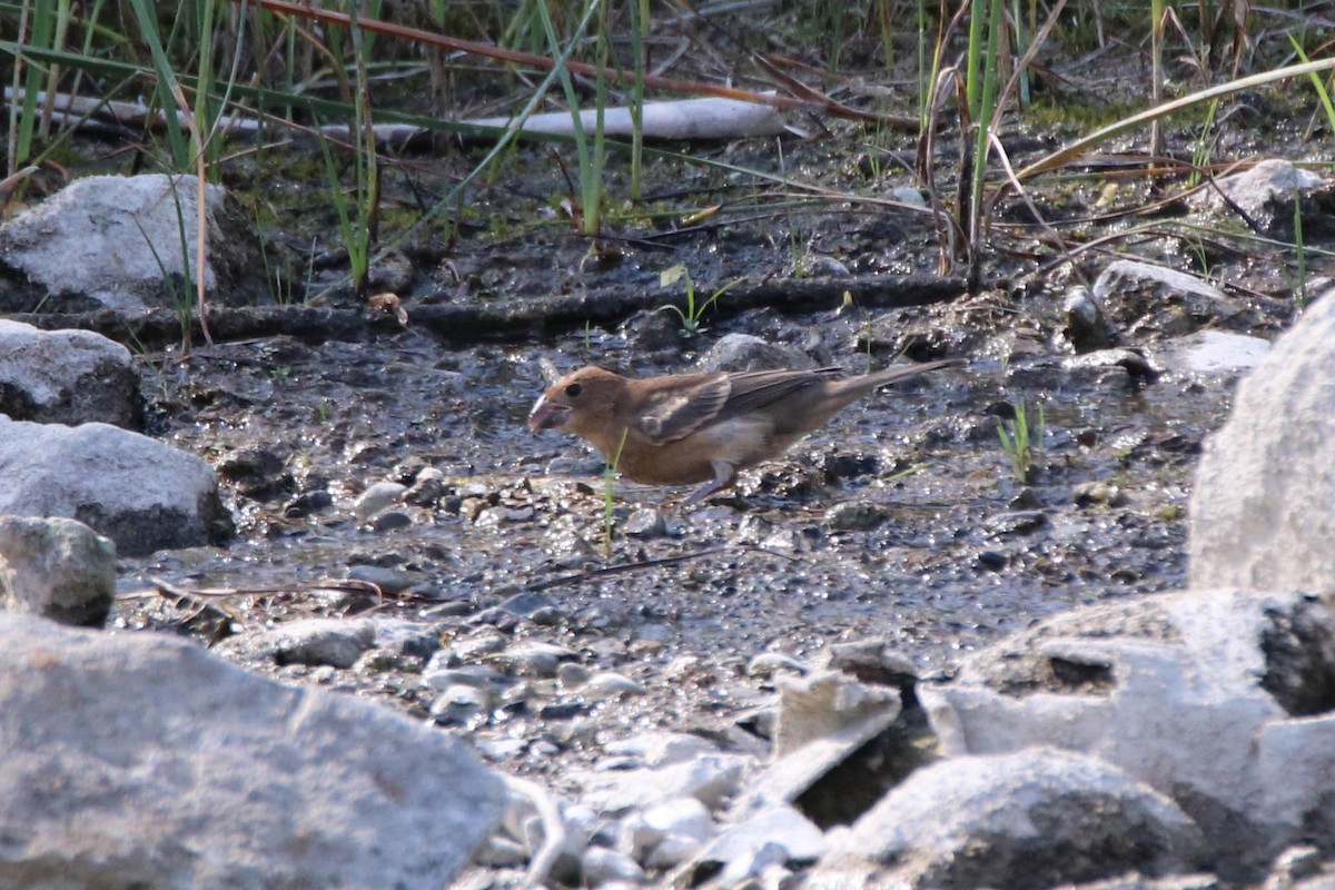 Blue Grosbeak - ML368361131