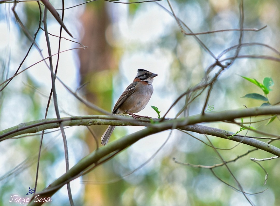 Rufous-collared Sparrow - ML368361561