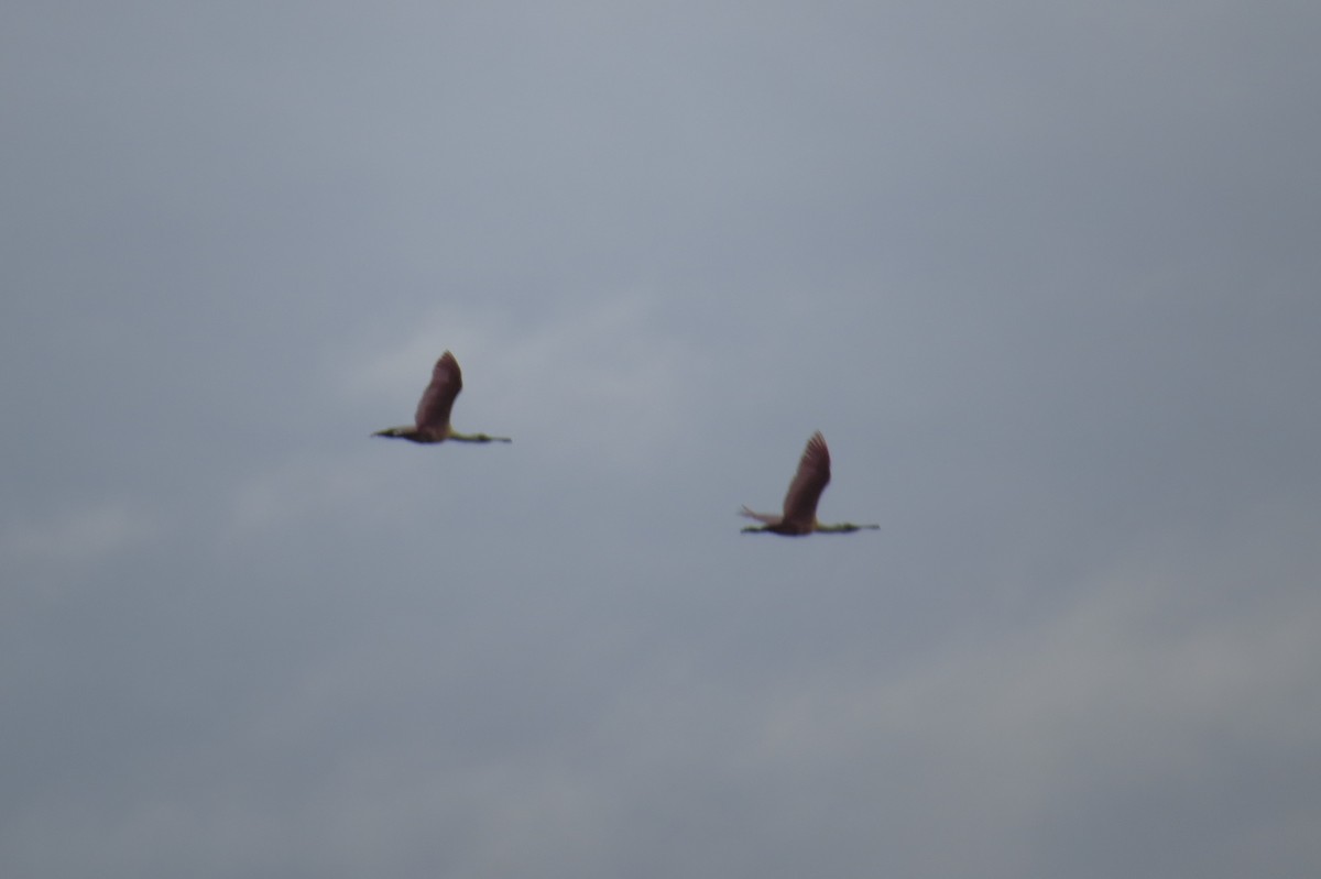 Roseate Spoonbill - ML36836611