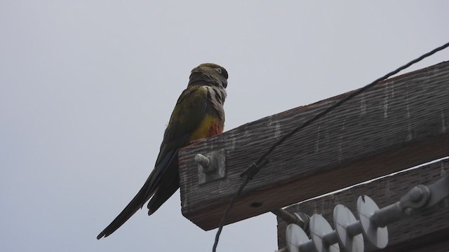 Burrowing Parakeet - ML368367311