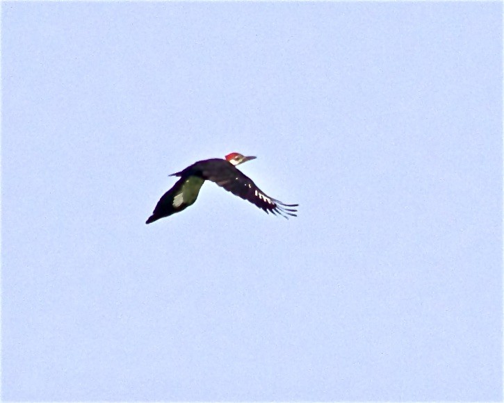 Pileated Woodpecker - Jack & Holly Bartholmai