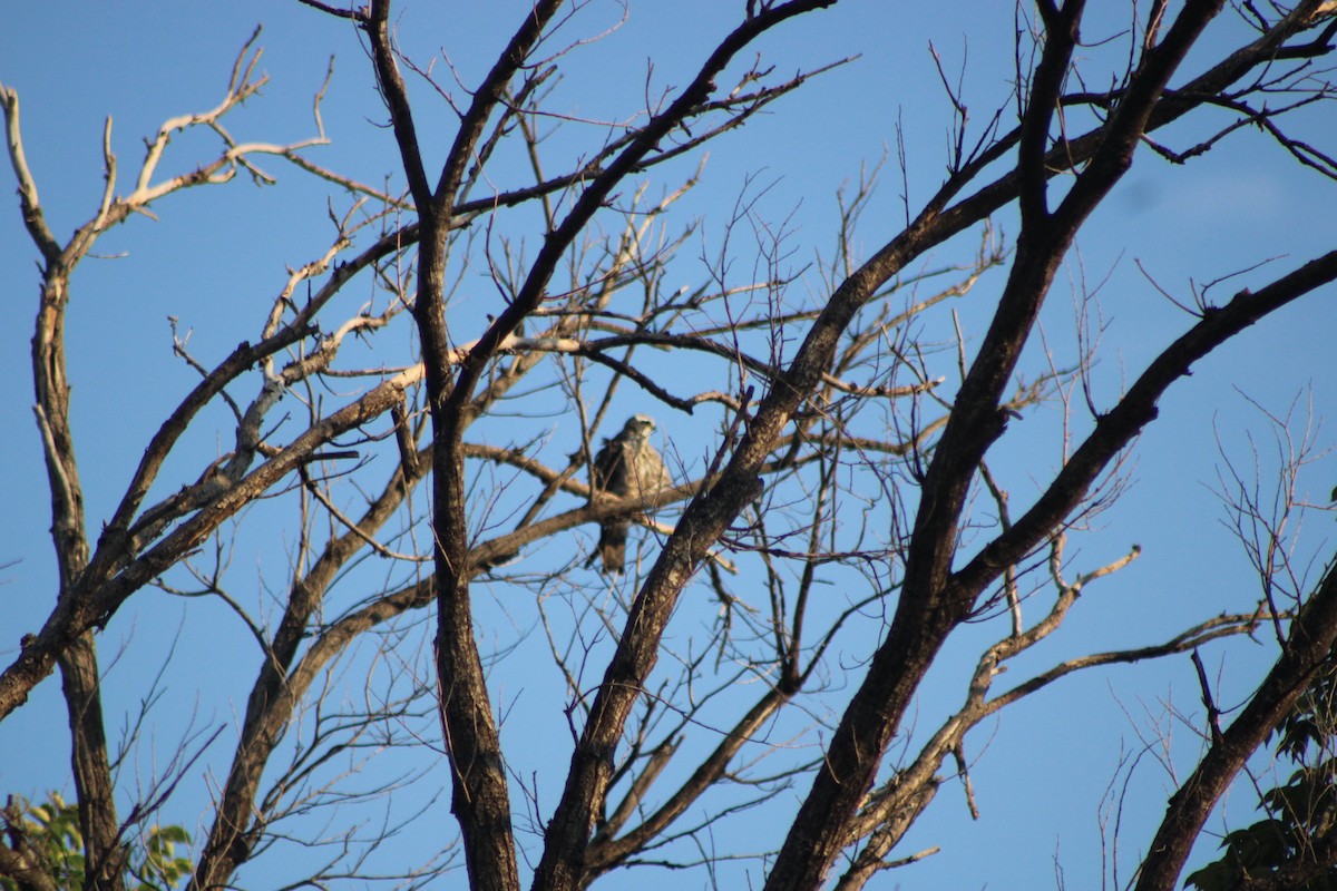 Mississippi Kite - ML368369611