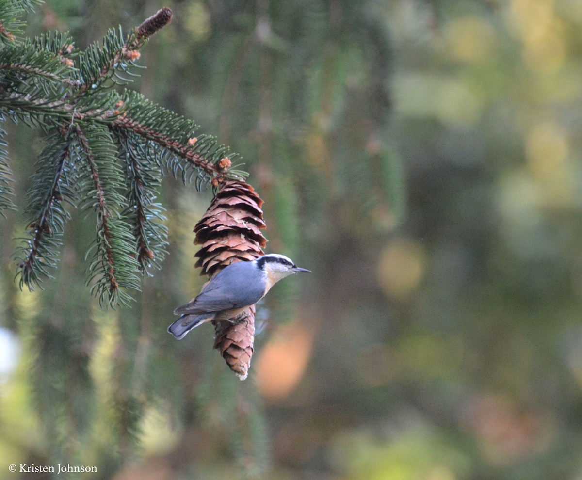 Red-breasted Nuthatch - Kristen Johnson
