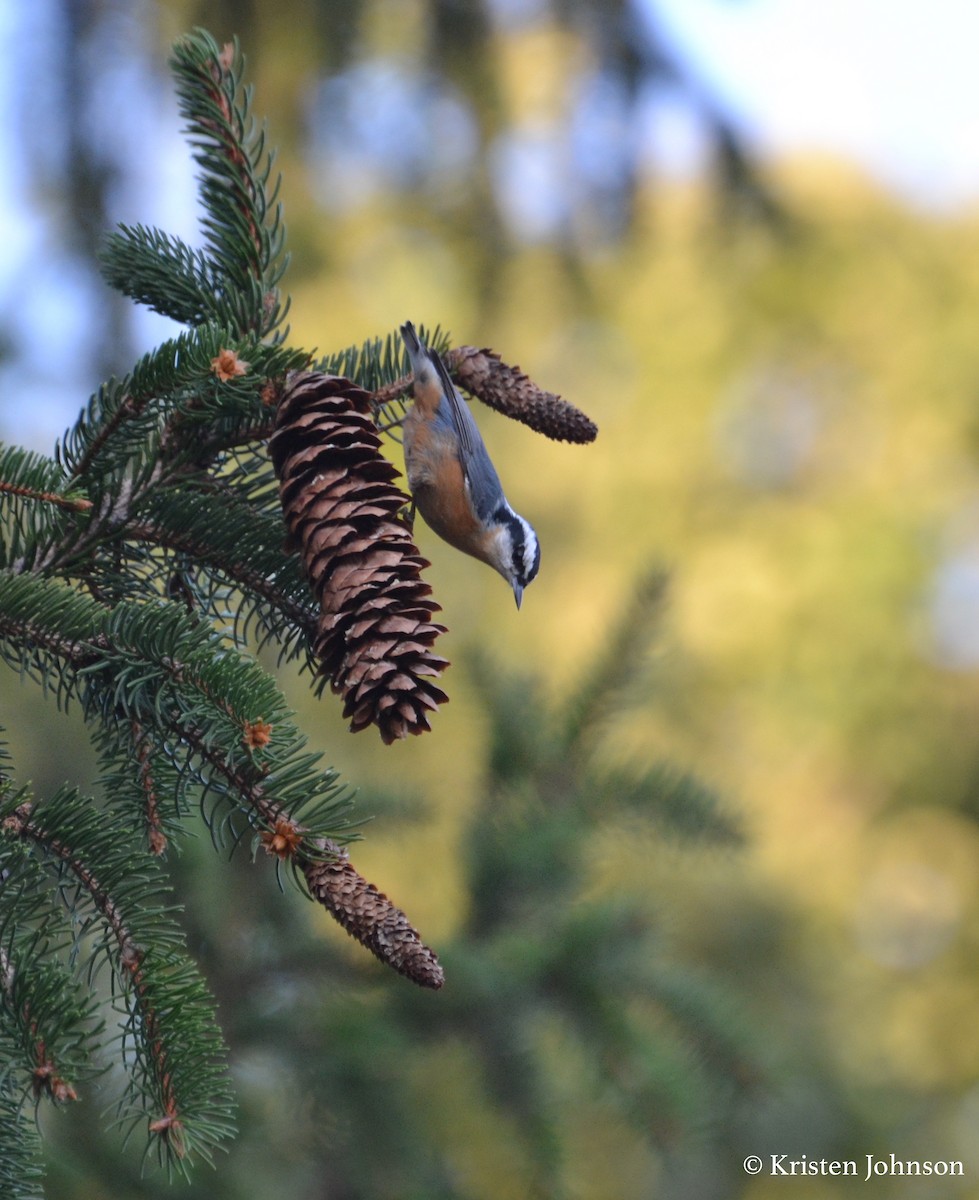 Red-breasted Nuthatch - Kristen Johnson