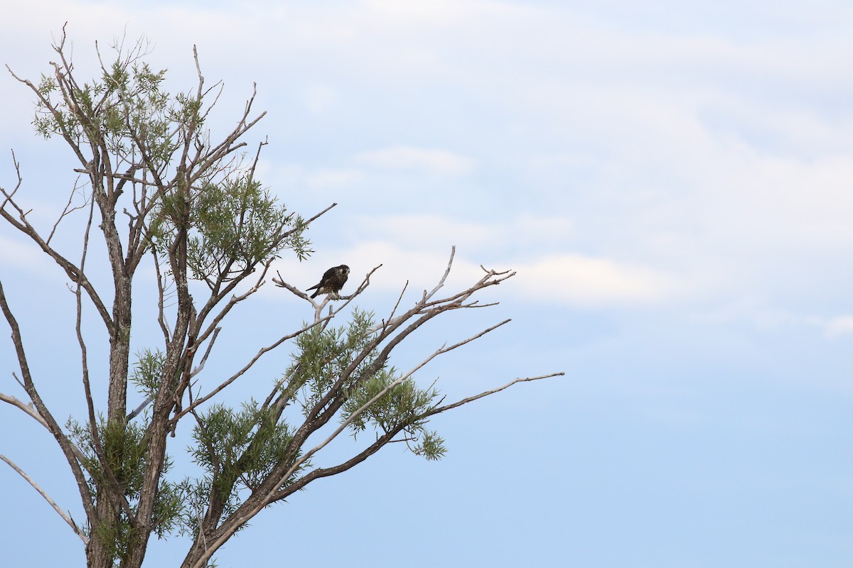 Peregrine Falcon - ML368373291