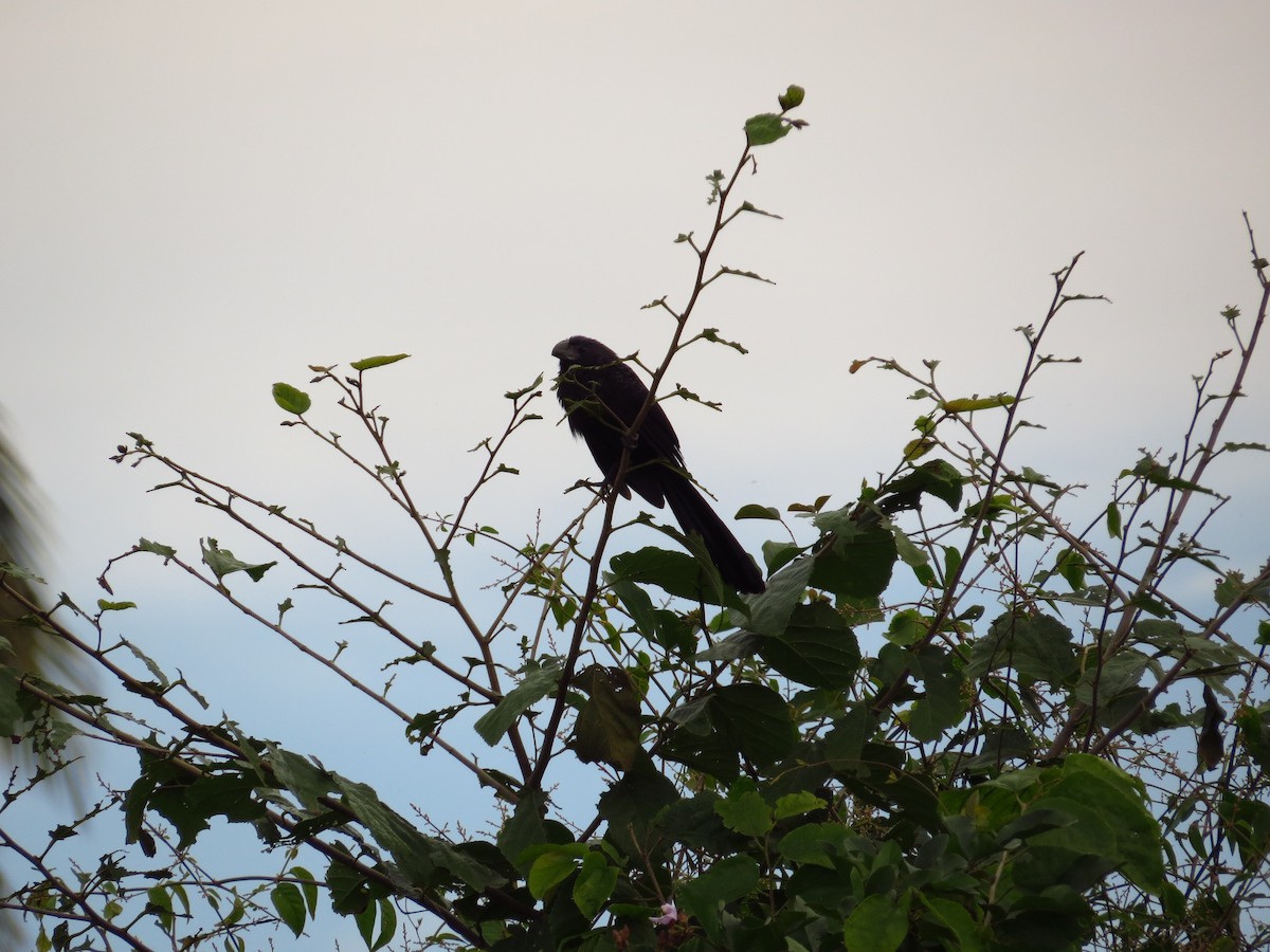 Groove-billed Ani - ML36837341