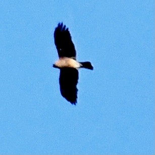 Little Eagle - ML368374071
