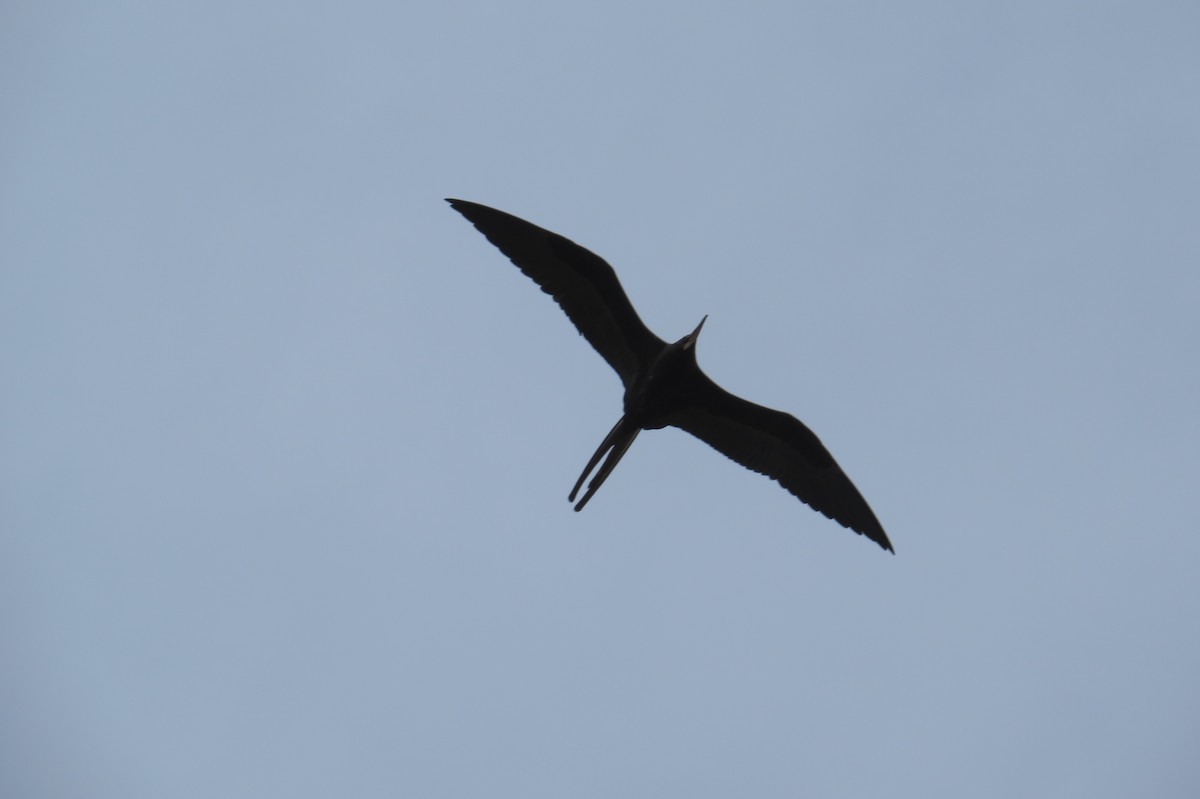 Magnificent Frigatebird - ML36837431