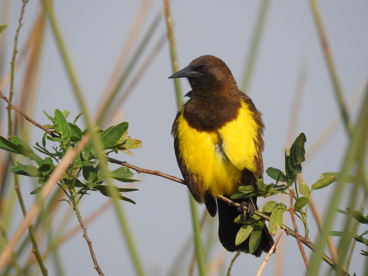 Brown-and-yellow Marshbird - ML368374851