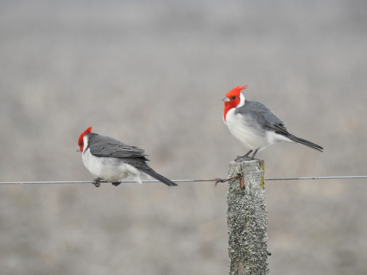Red-crested Cardinal - ML368374911