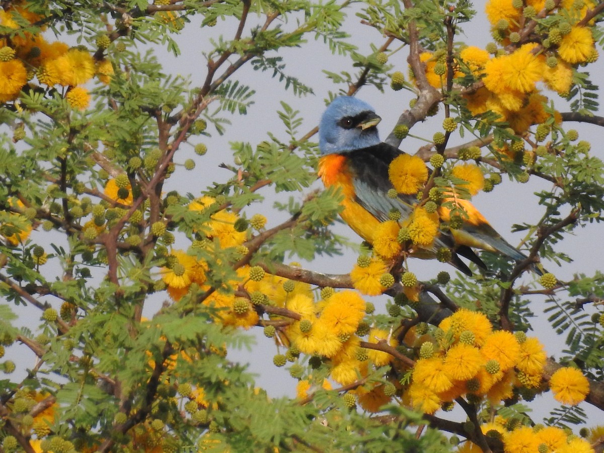 Blue-and-yellow Tanager - ML368374961