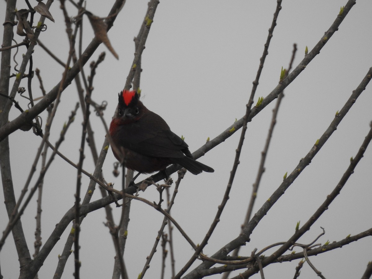 Red-crested Finch - ML368375021