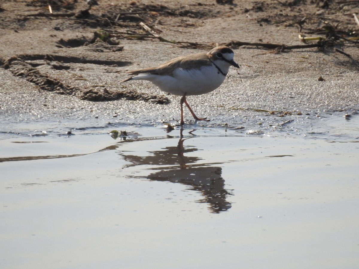 Collared Plover - ML368375341
