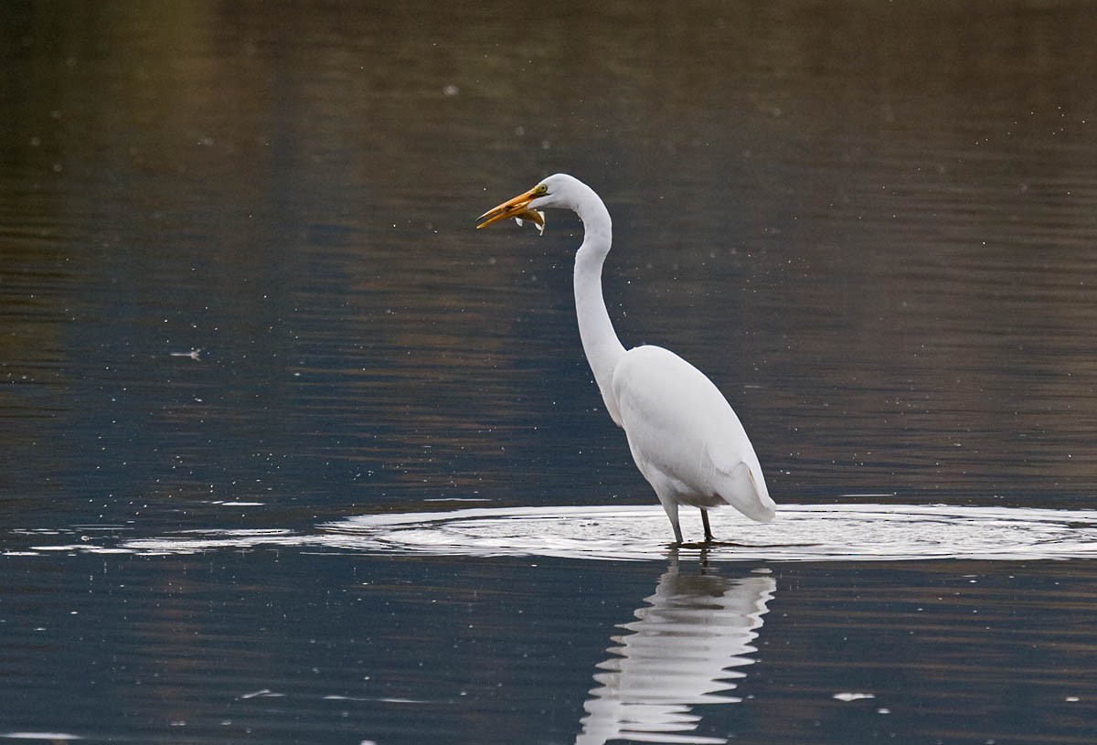 Great Egret - Greg Gillson