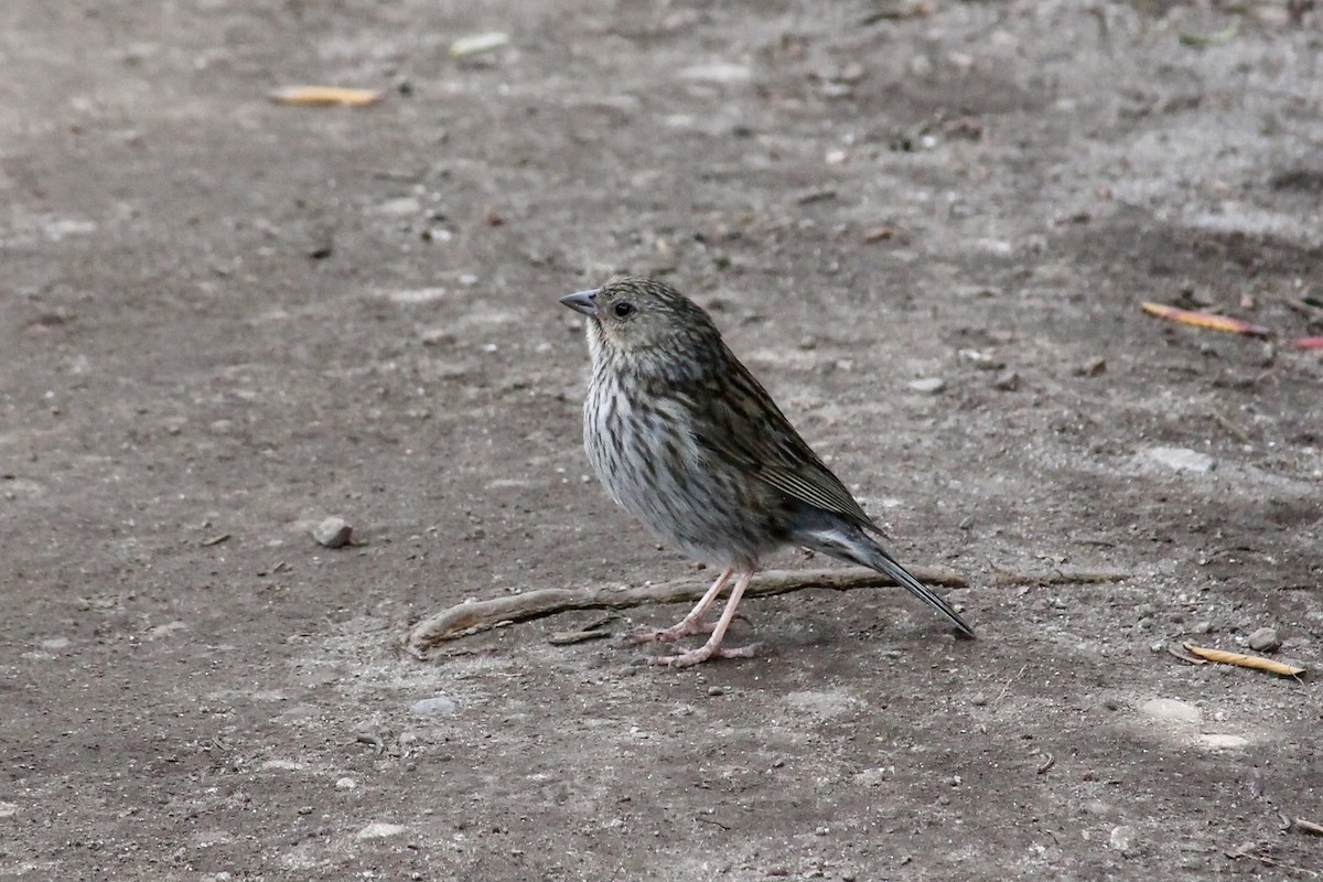 Plumbeous Sierra Finch - ML368377321