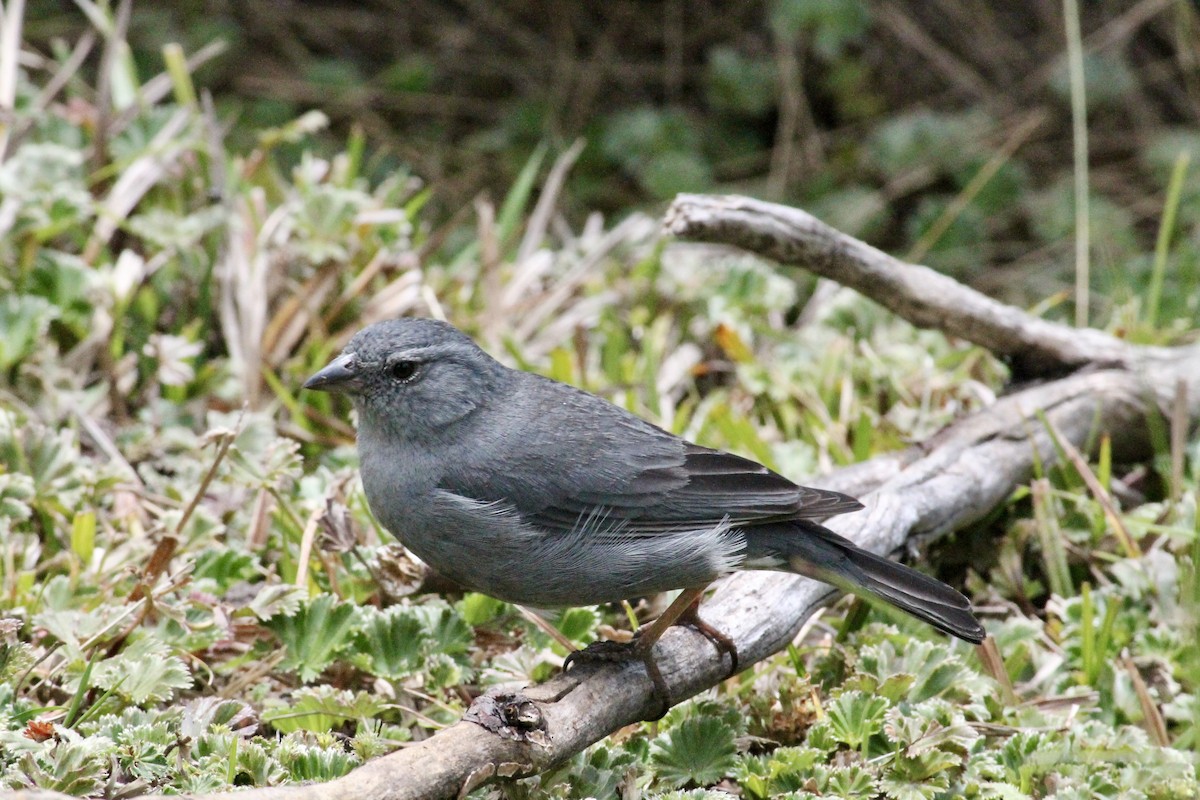 Plumbeous Sierra Finch - ML368377611