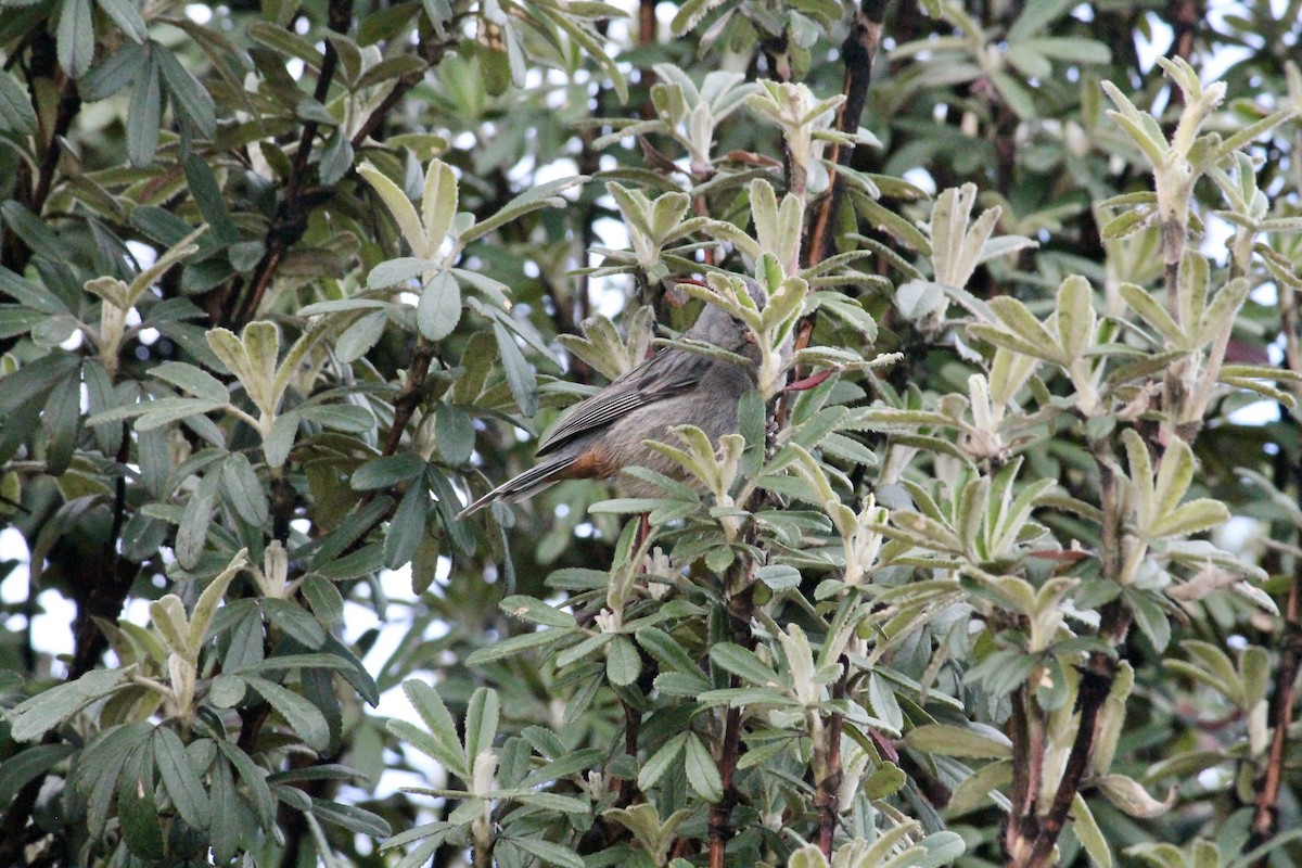 Plain-colored Seedeater - ML368377621