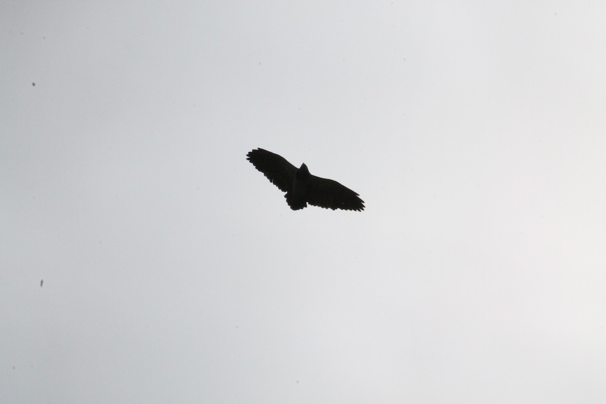 Black-chested Buzzard-Eagle - ML368377841