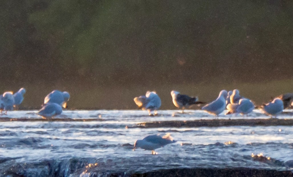 Lesser Black-backed Gull - ML368377991