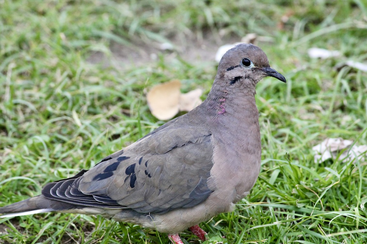 Eared Dove - ML368378021