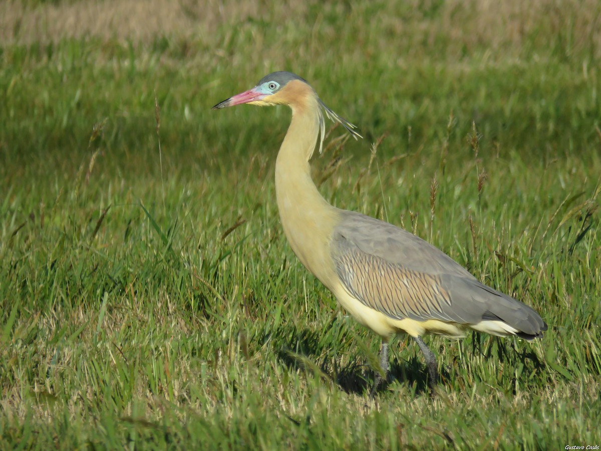 Whistling Heron - ML36837841