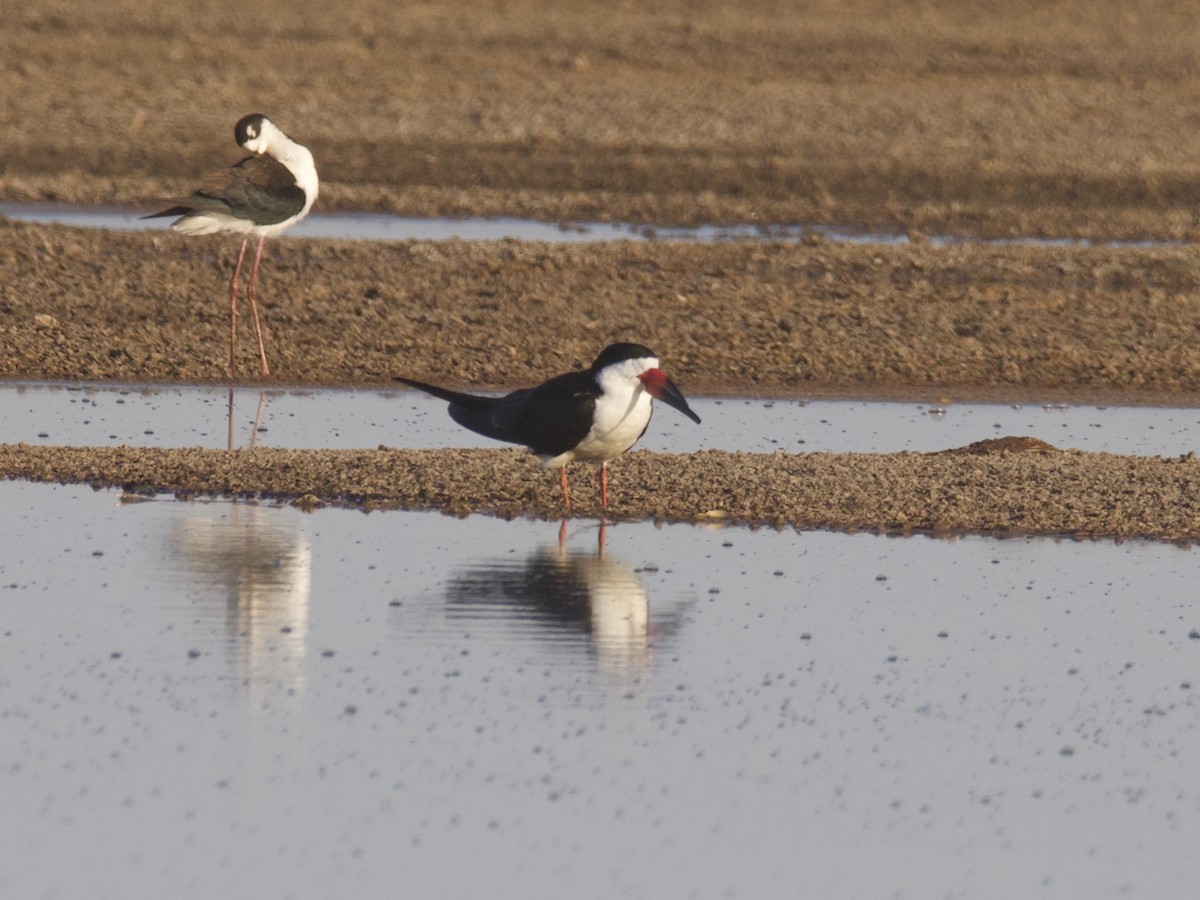 Black Skimmer - ML368380371