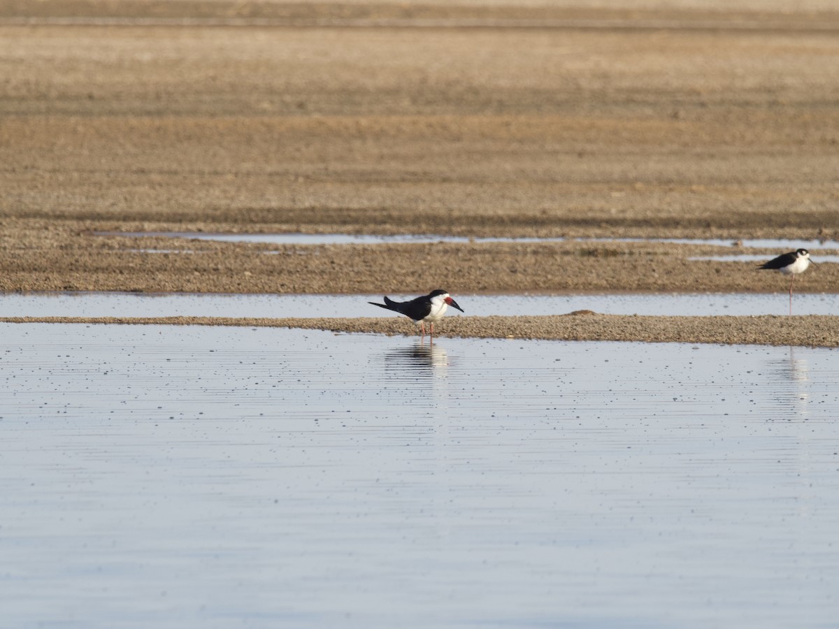 Black Skimmer - ML368380411