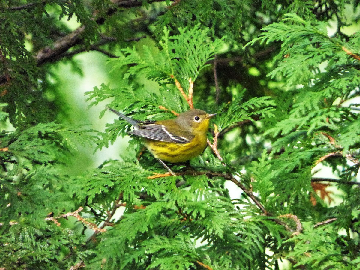 Magnolia Warbler - ML368380731