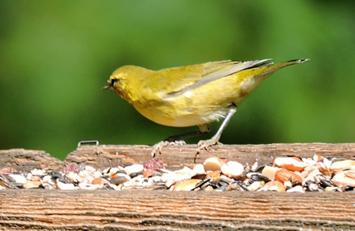Tennessee Warbler - Melody Walsh