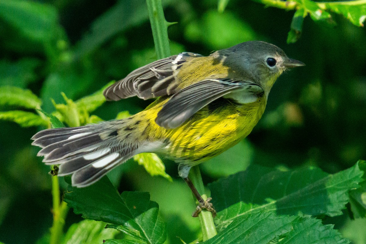 Magnolia Warbler - Miles Ross