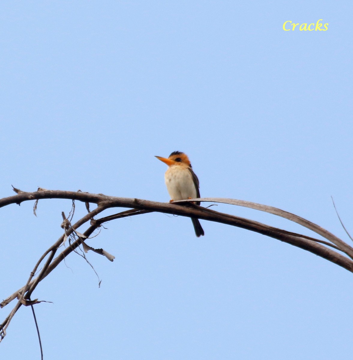 Yellow-billed Kingfisher - ML368385201