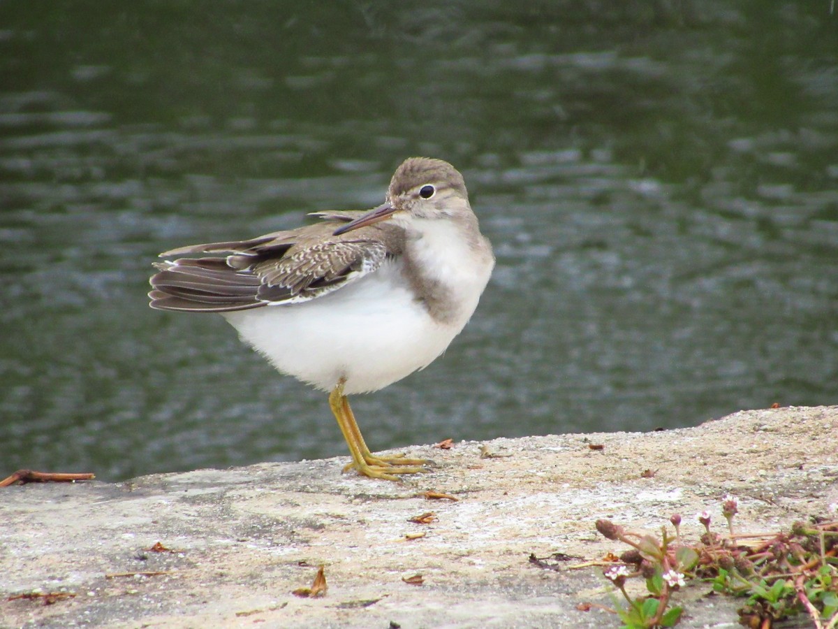 Spotted Sandpiper - ML368385801