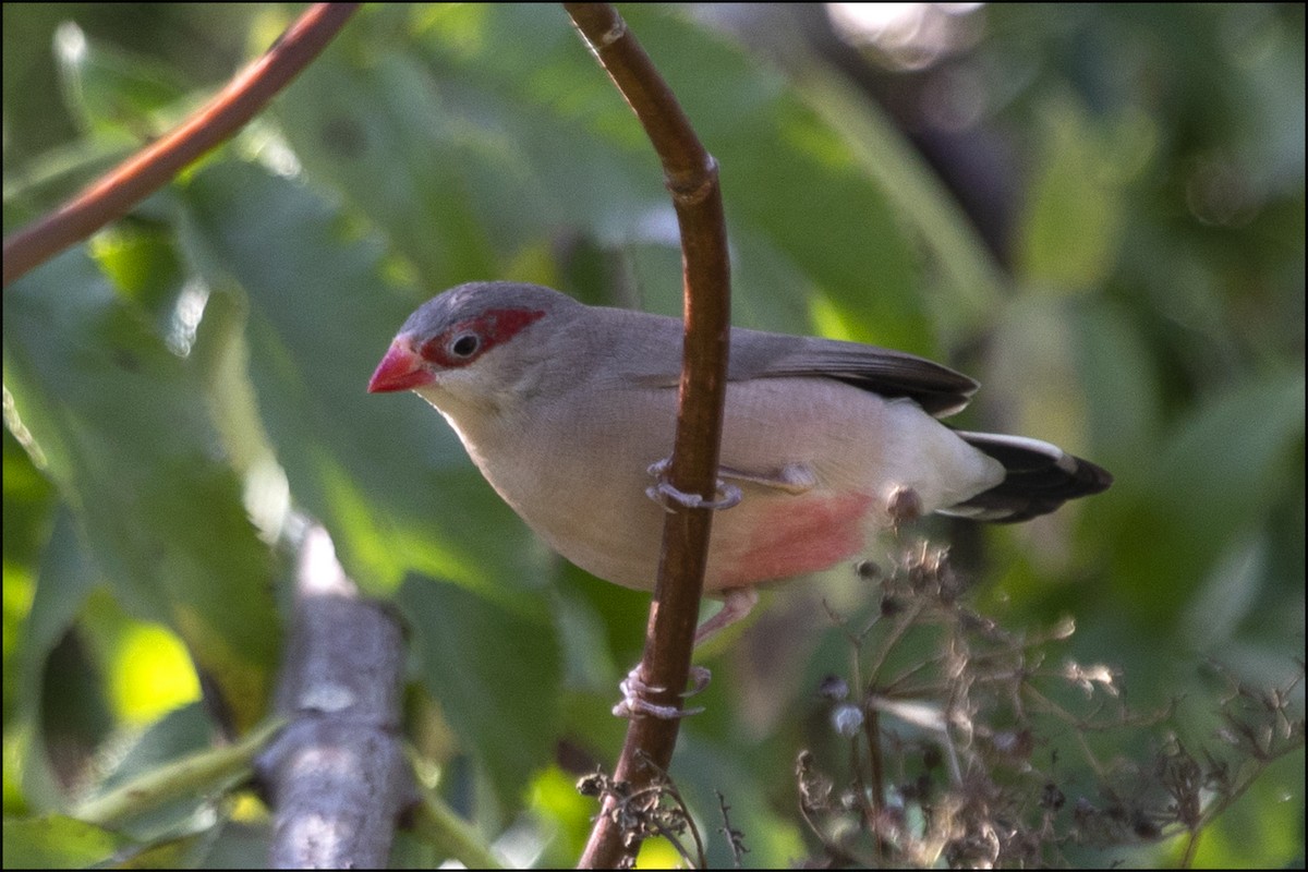 Black-rumped Waxbill - ML368386181