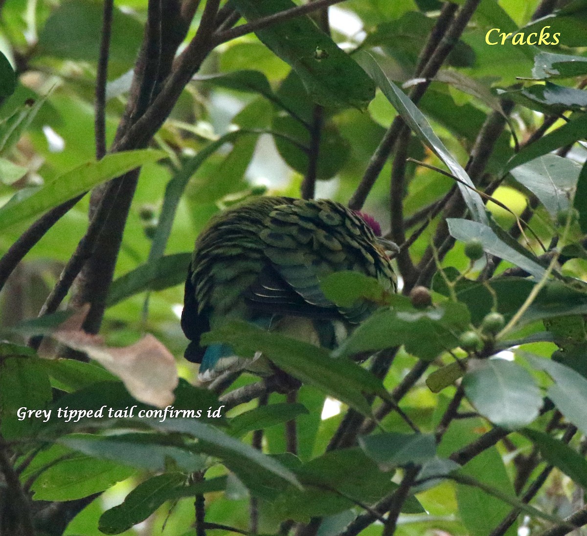 Superb Fruit-Dove - ML368386221