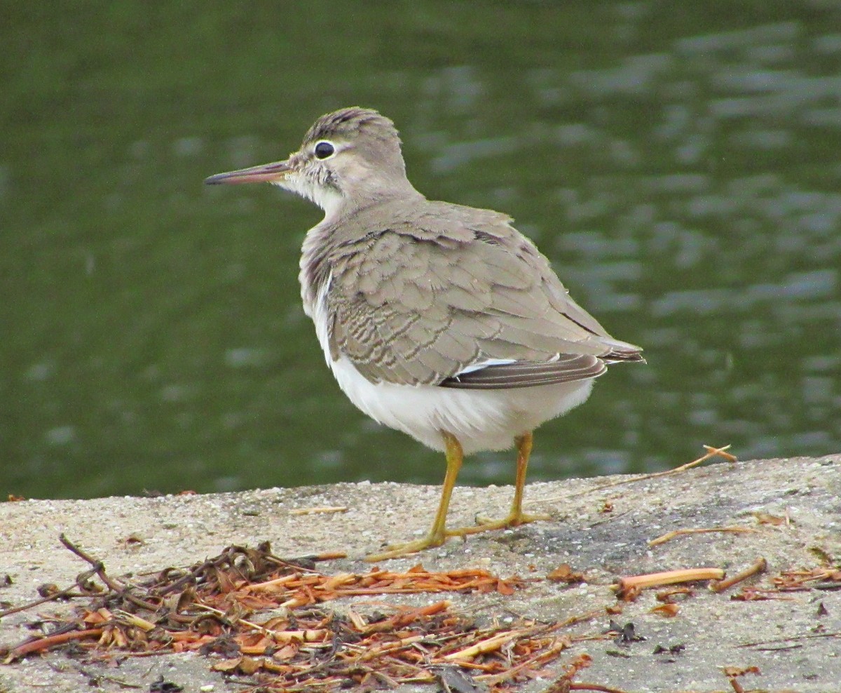 Spotted Sandpiper - Samantha Ke Rodriguez