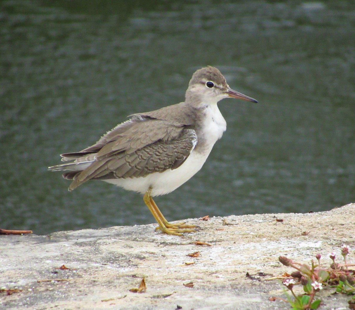 Spotted Sandpiper - ML368386951