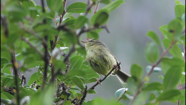 Aberrant Bush Warbler - ML368388291